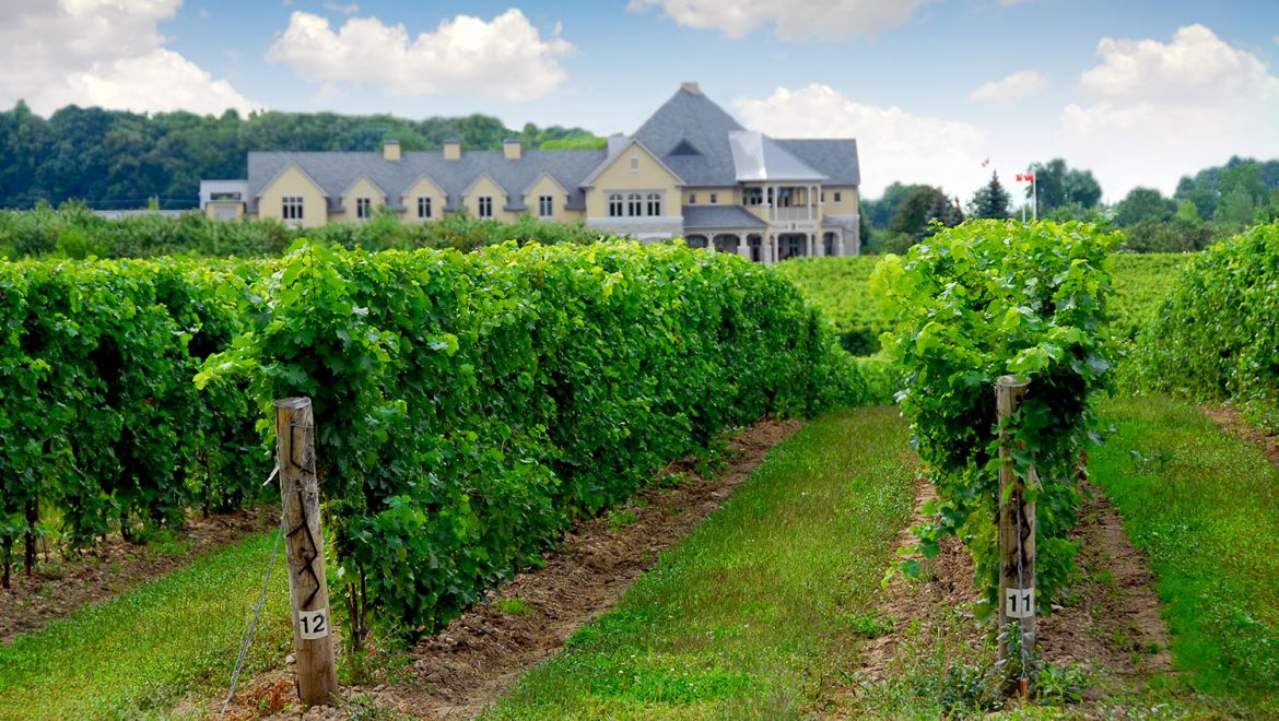 Winemaking In Argentine