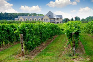 Winemaking In Argentine